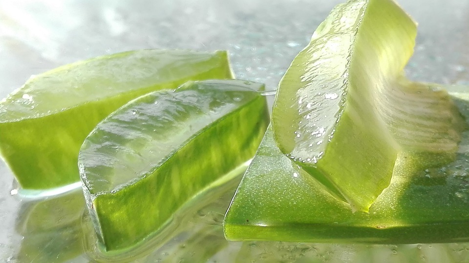 Aloe-Vera-Fresh-Leaves-Full-of-Gel-100-Natural-Leaves-03.jpg